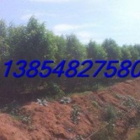 供應3公分龍柱碧桃，4公分龍柱碧桃價格，龍柱碧桃基地