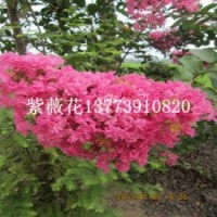 紫薇小苗移植的季節(jié)已經(jīng)到來紫薇苗價(jià)格