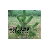 油松出售、油松小苗40-80公分以上、價(jià)格優(yōu)惠