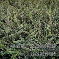 嫁接垂柳保定海源供應