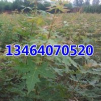五角楓，金葉復葉槭，紫葉稠李，紅葉李，山桃稠李