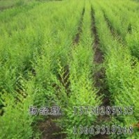 垂柳專業(yè)供應海源物美價廉