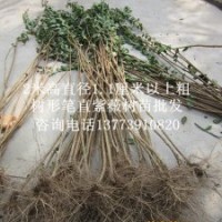 到江蘇買紫薇小苗就找恒屹生態(tài)緑化苗木場(chǎng)