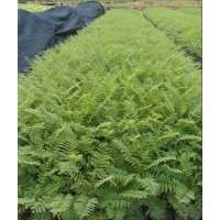 藍花楹苗，藍花楹樹苗，藍花楹種苗