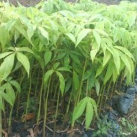 美麗異木棉苗，美麗異木棉樹(shù)苗，美人樹(shù)苗