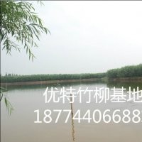 竹柳工程苗