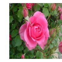 大江供應豐花月季，紅帽月季，黃帽月季，大花月季等