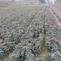 重慶桂花苗