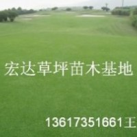 湖南草皮