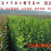 海棠：北美彩葉系列海棠品種有：凱爾斯、王族、絢麗、光輝、道格
