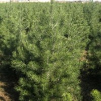 白皮松的規(guī)格，白皮松的價格，白皮松的種植，山西白皮松