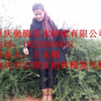 南方紅豆杉杯苗80-150
