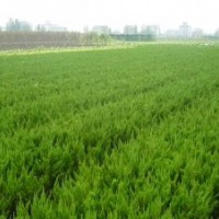 供應(yīng)工程用小龍柏，20冠幅以上