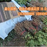 山東萬畝速生白蠟苗600萬棵待售，質(zhì)優(yōu)價(jià)廉