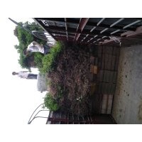 低價(jià)批發(fā)桂花苗，60到100CM高，四毛，100到150CM高，五毛