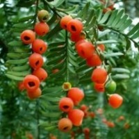 供應紅楓、紅葉石楠、雪松、銀杏、、種子