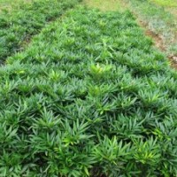 湖南十大功勞最新報(bào)價(jià)，瀏陽特價(jià)批發(fā)十大功勞，首選湖南