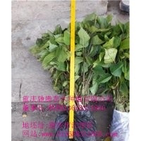 重慶鴿子樹(shù)