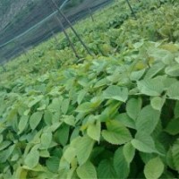 鴿子樹(shù)