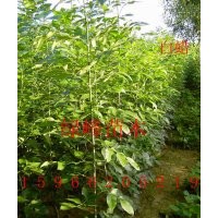 供１－３米【速生國槐＼白臘＼法桐】春樹＼【垂柳小苗＼毛白楊苗