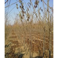 櫻花小苗、光輝海棠小苗、紅寶石海棠小苗