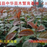 大葉北美海棠苗木