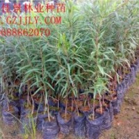 串錢柳營養(yǎng)苗串錢柳小袋苗供應(yīng)串錢柳價格優(yōu)惠