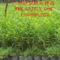 檀香種苗檀香營(yíng)養(yǎng)苗檀香種子，首選廣州佳景林業(yè)種苗苗圃