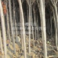 江蘇櫻花苗120-150厘米高嫁接櫻花苗占地苗