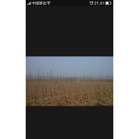 綠化小苗