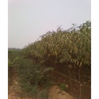 綠化苗