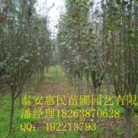 供應西府海棠 北美海棠、垂絲海棠 0.5-4公分 品種齊全
