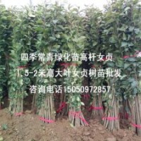 1.6米高大葉女貞苗大量批發(fā)貨源充足基地直銷(xiāo)高桿女貞樹(shù)苗