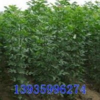 供應(yīng)大紅袍花椒苗 紅葉小檗 金葉女貞 白蠟 柳樹(shù) 西府海棠