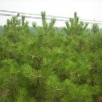 營養(yǎng)袋、營養(yǎng)杯、定植、側柏苗、油松苗