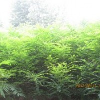 出售白蠟半成品、合歡小苗、國(guó)槐小苗