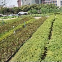 )優(yōu)惠處理大量白玉蘭,秋楓,紅花洋紫荊,美麗木棉等