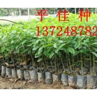 大量供應(yīng)優(yōu)質(zhì)白銀木小苗 低價(jià)出售 不容錯(cuò)過(guò) 價(jià)格平 綠化種苗