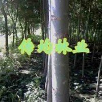 竹柳價(jià)格 美國竹柳 竹柳3號