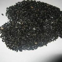 常年大量供應(yīng)黃花梨種子貨到付款品質(zhì)保證