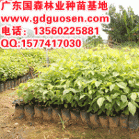 藍(lán)花風(fēng)鈴木—藍(lán)花風(fēng)鈴木小苗