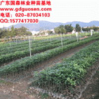 桂花小苗—廣西桂花小苗_桂花小苗價格