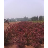 紅葉小檗