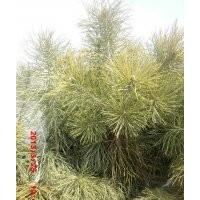 大嶺苗圃低價(jià)出售樟子松容器苗20-60公分無燒塘爛根現(xiàn)象
