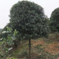 自產(chǎn)自銷,價格合理,大量供應竹柏苗芽苗，銀杏,紅楓芽苗