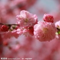 櫻花6公分、16公分 銀杏12公分、銀杏25公分架接、20公分、