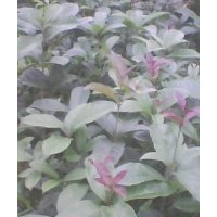 供應(yīng)八月桂、茶油等苗