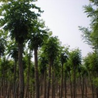 出售大量8-10公分香花槐，價格面議