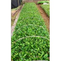 供應金花茶苗 南寧央大公司
