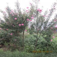 小喬木木槿苗獨(dú)桿木槿樹苗1-3公分粗木槿工程苗